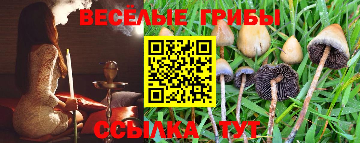 Галлюциногенные грибы Psilocybe  Вход с VPN  Дивногорск  Псилоцибиновые грибы прущие грибы 